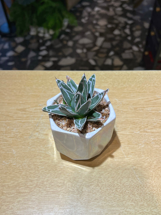 Agave Victoria in Creative Design Pot