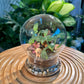 Fittonia in Dome Glass Terrarium