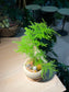 Asparagus Fern (文竹) in Greyish Ceramic Pot