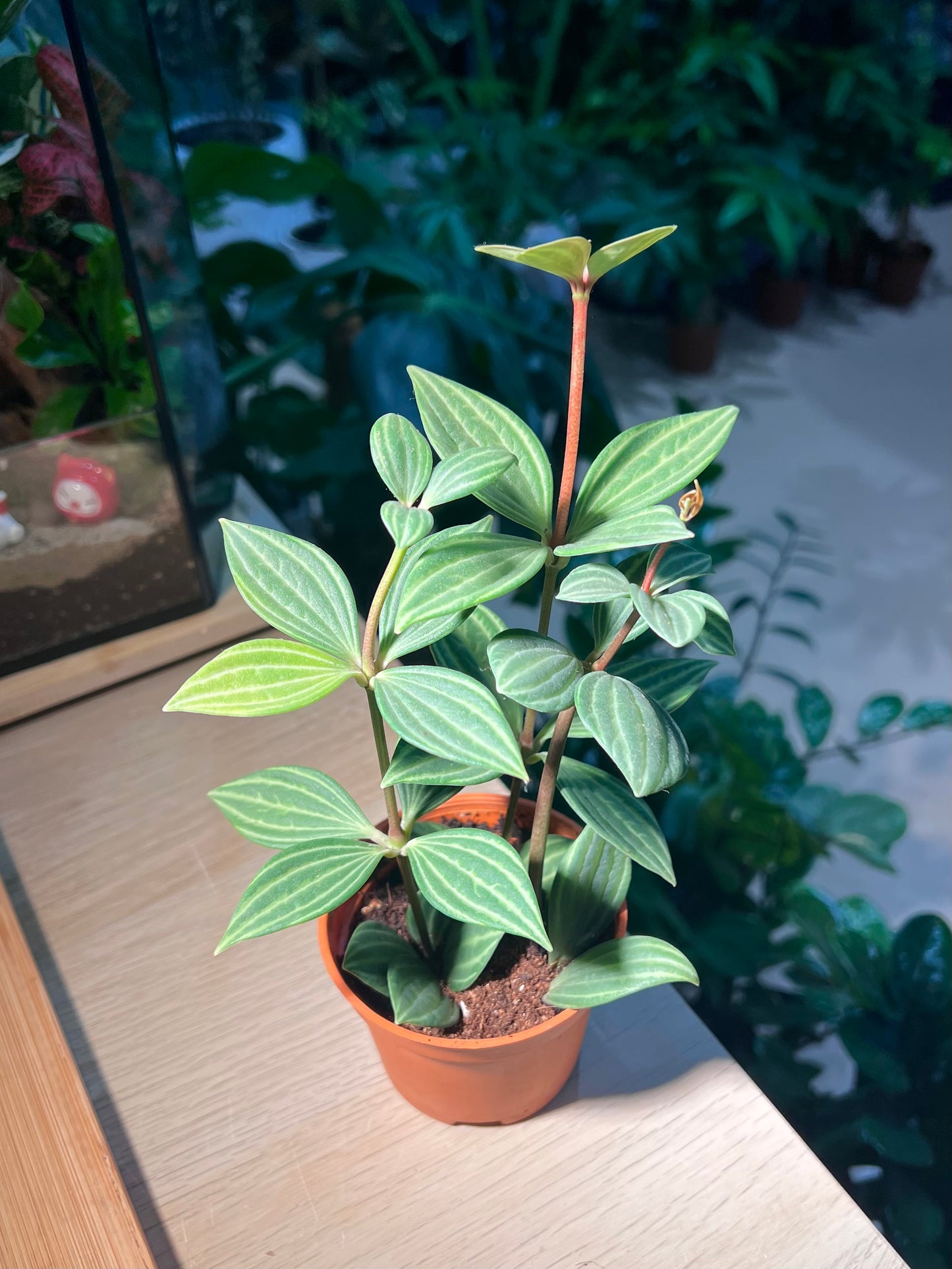 Plastic Pot - Peperomia Puteolata
