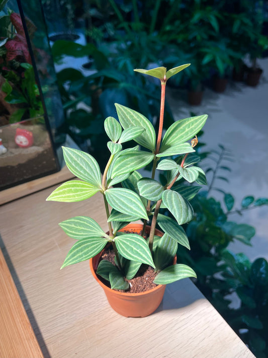 Plastic Pot - Peperomia Puteolata