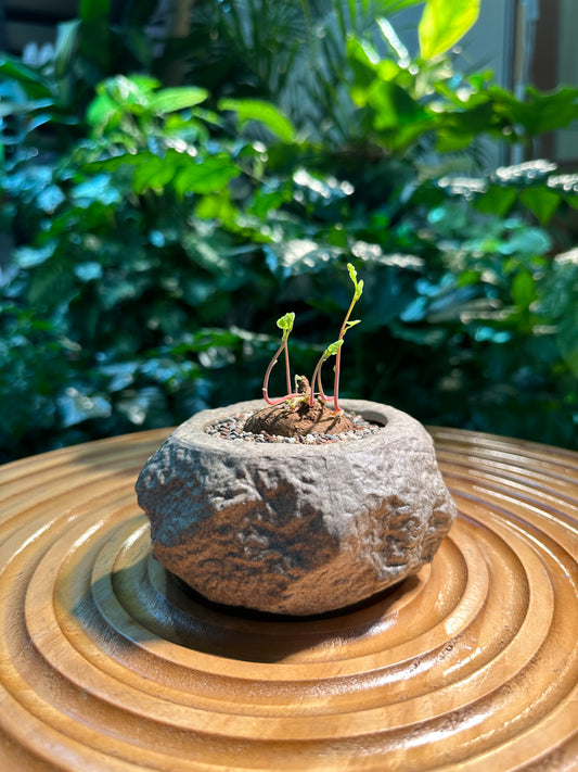 Stephania Erecta Red Stem in Rock Designer Pot