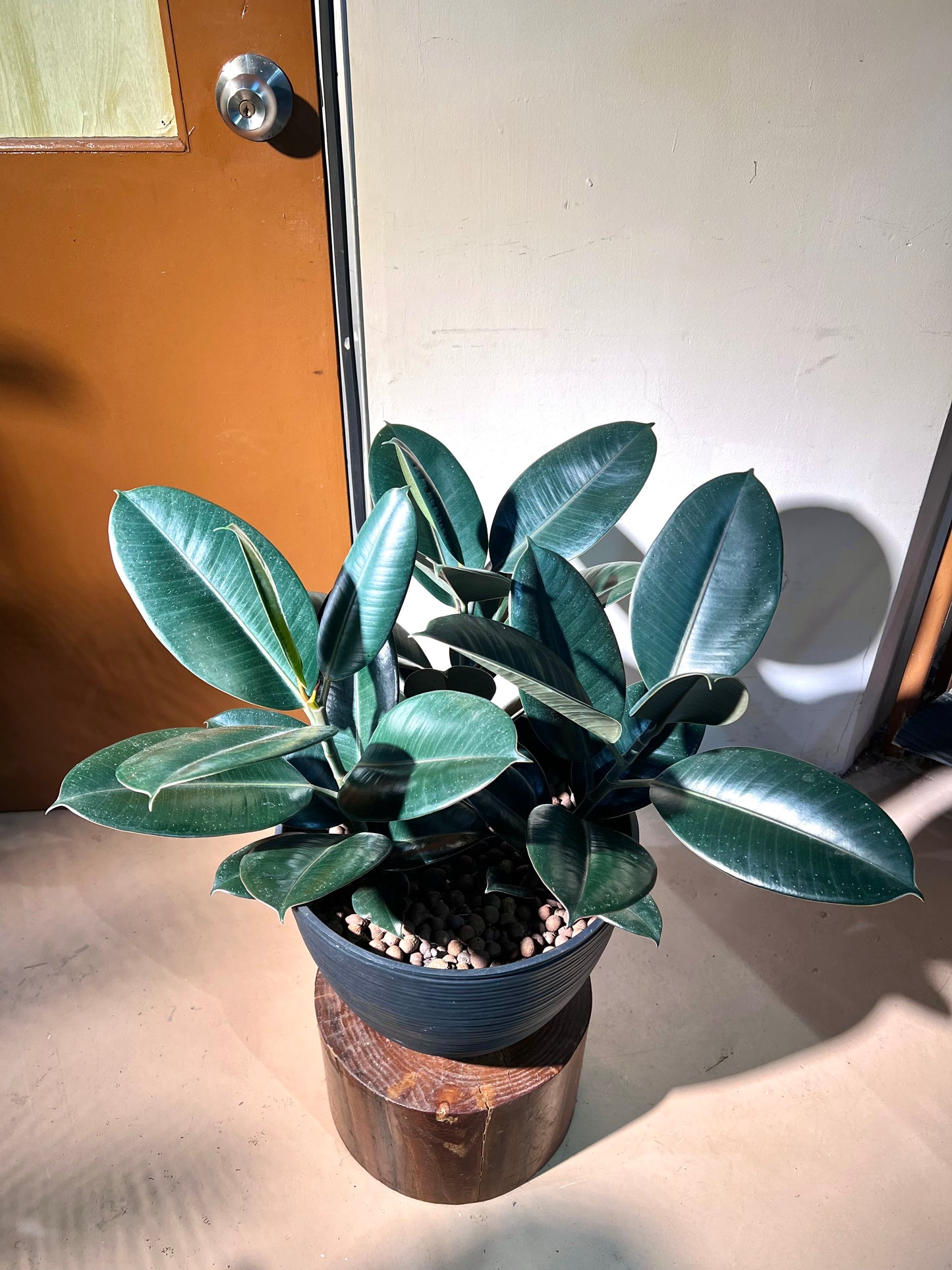 Rubber Plant (Ficus Elastica Black Bargundy 橡皮树) in High Density Polymer Pot