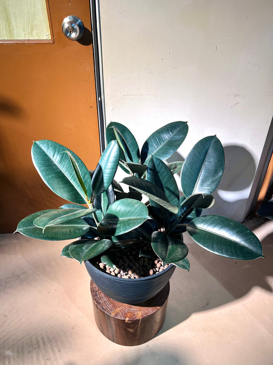 Rubber Plant (Ficus Elastica Black Bargundy 橡皮树) in High Density Polymer Pot