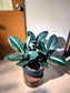 Rubber Plant (Ficus Elastica Black Bargundy 橡皮树) in High Density Polymer Pot