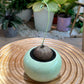 Stephania in Green Ceramic Pot