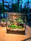 Indoor Plant Arrangement Pumila & Fittonia & Moss (薜荔 & 网纹草 & 苔藓) in Black Frame House (S)