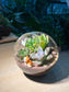Succulent Terrarium in Round Glass (L)