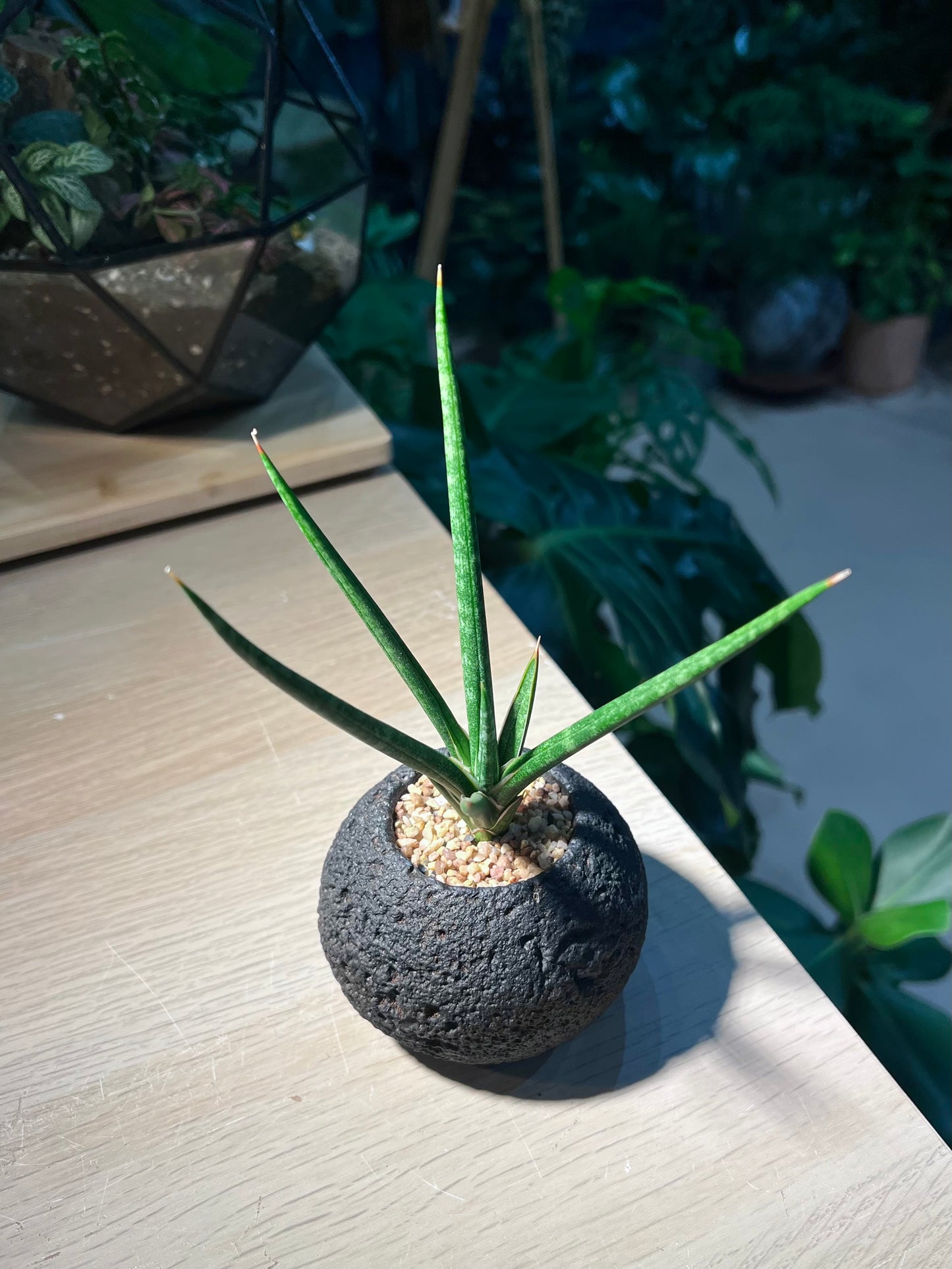 Snake Plant (虎尾兰 Sansevieria Francisii) in Black Concrete Pot