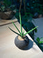 Snake Plant (虎尾兰 Sansevieria Francisii) in Black Concrete Pot
