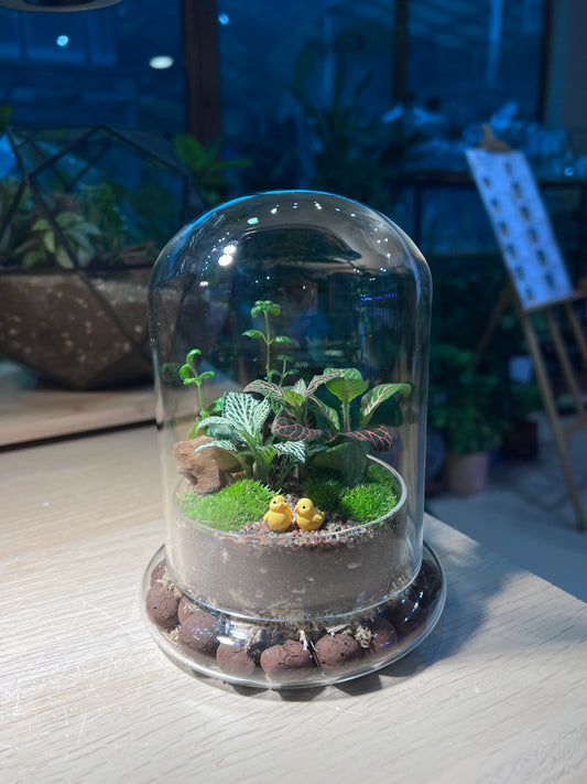 Indoor Plant Terrarium in Bell Glass (S)