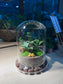 Indoor Plant Terrarium in Bell Glass (S)