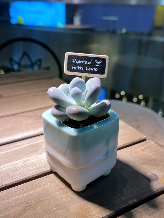 Pachyphytum in Mint Glazed Square Ceramic Pot