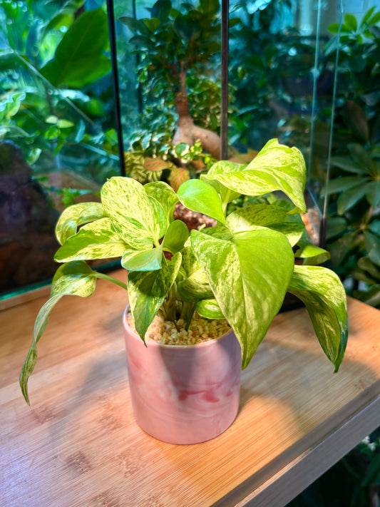 Epipremnum Pinnatum in Pink Marble Pot 🩰