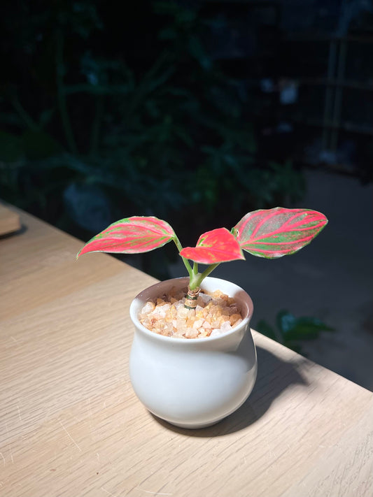 Aglaonema in White Belly Ceramic Pot