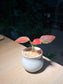 Aglaonema in White Belly Ceramic Pot