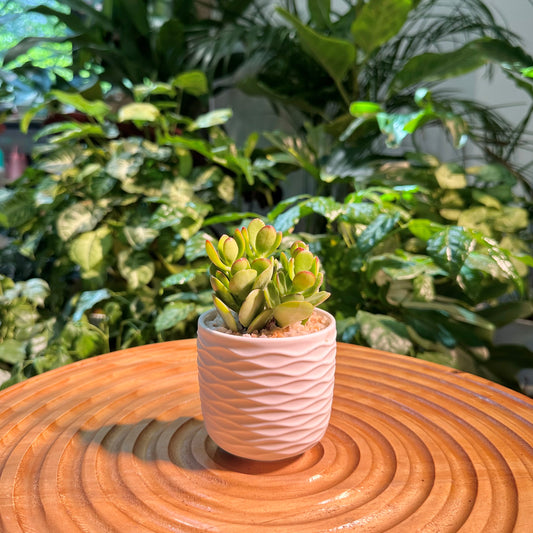Jade Plant in White Designer Pot