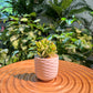 Jade Plant in White Designer Pot
