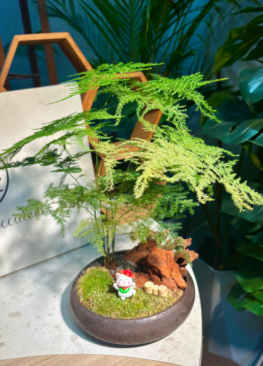 Asparagus Setaceus in Elegant Pot 🗿