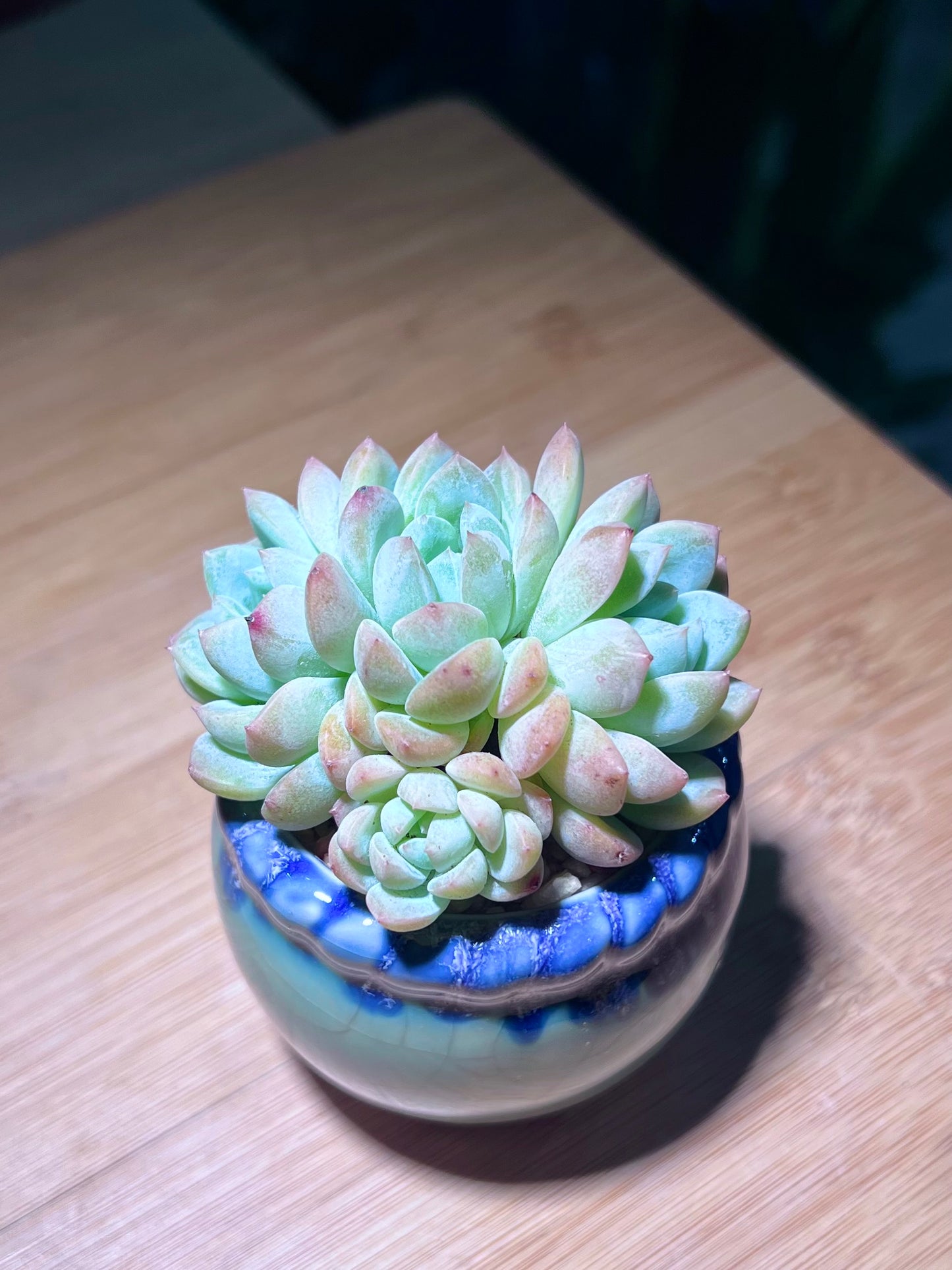 Echeveria Naya Elf in Small Petal Edge Ceramic Pot