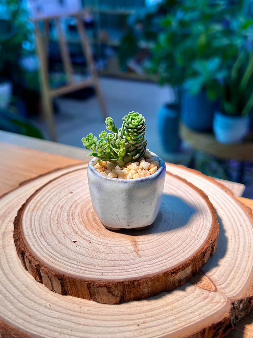 Crassula Tom Thumb (Succulent) in Ceramic Pot