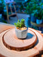 Crassula Tom Thumb (Succulent) in Ceramic Pot
