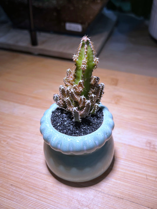 Castle Cactus Plant in Sky Blue Ceramic Pot