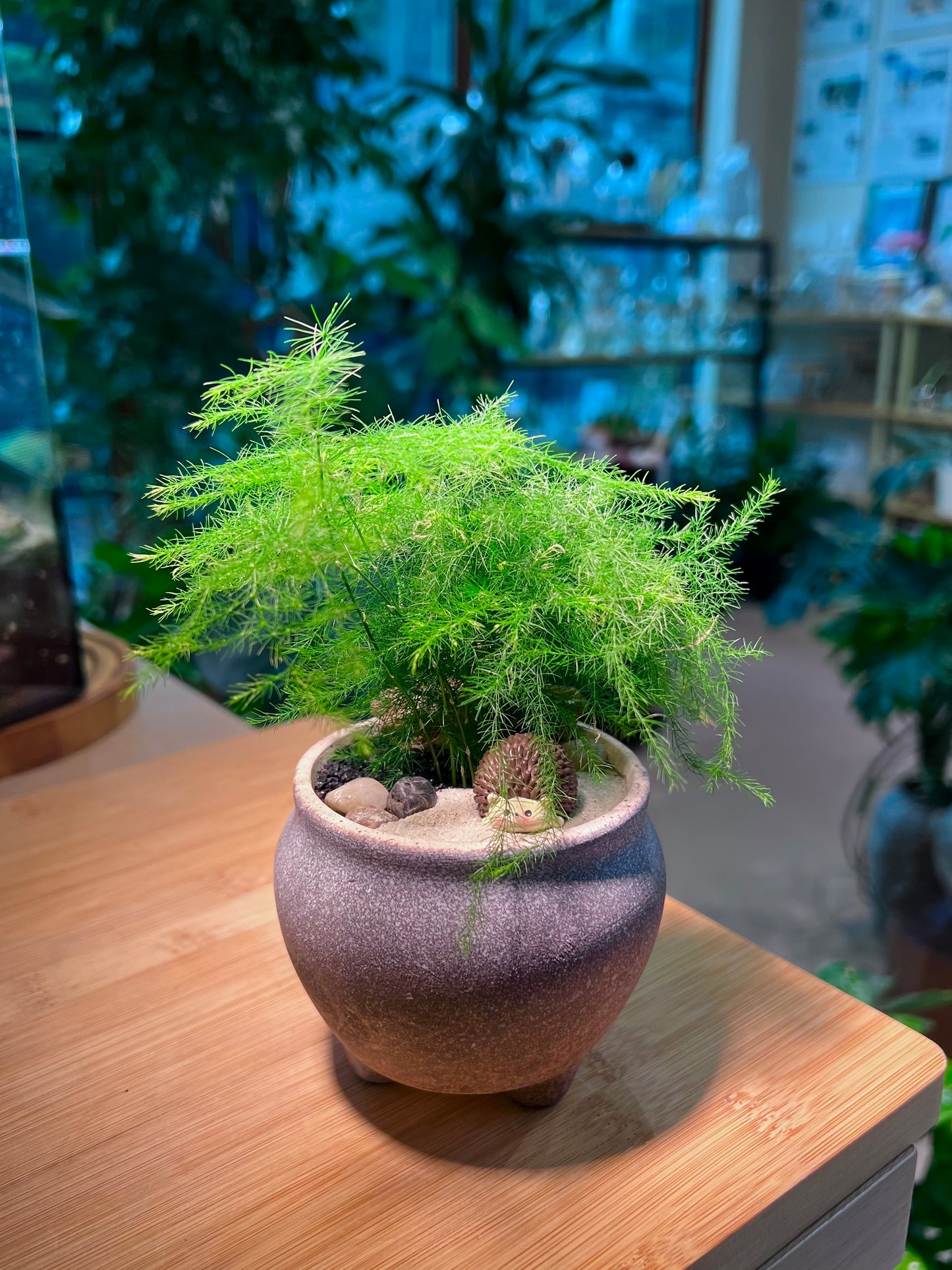 Asparagus Fern in Black Textured Concrete Pot