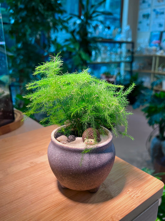 Asparagus Fern in Black Textured Concrete Pot
