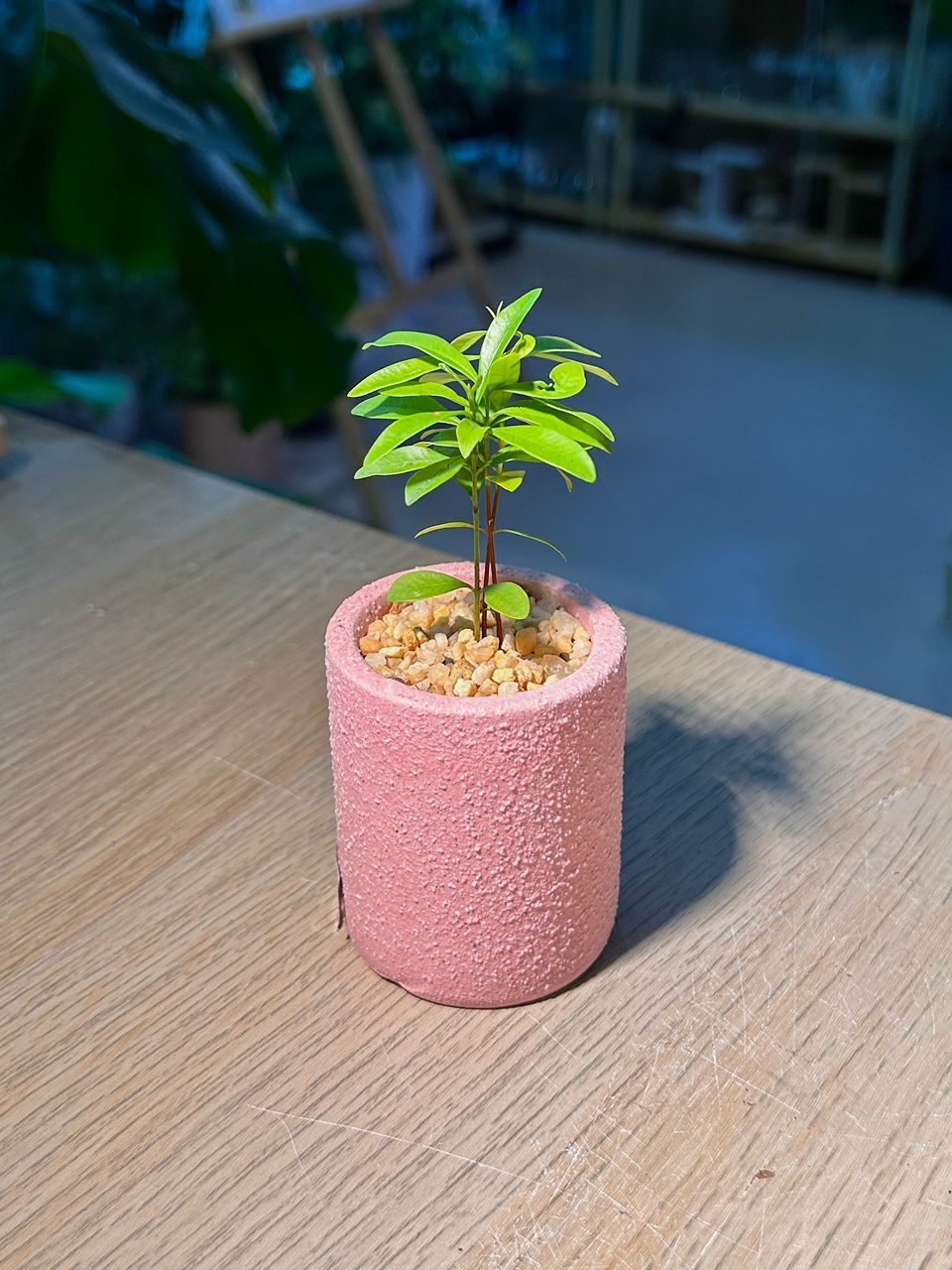 Baby Podocarpus (罗汉松) in Pink Textured Matte Pot