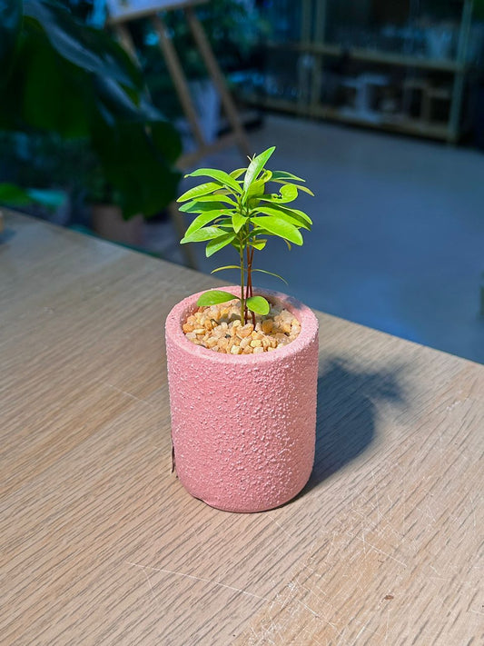 Baby Podocarpus (η½ζ±ζΎ) in Pink Textured Matte Pot