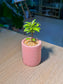 Baby Podocarpus (罗汉松) in Pink Textured Matte Pot