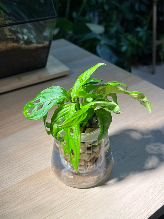 Monstera in Fuji Water Based Glass