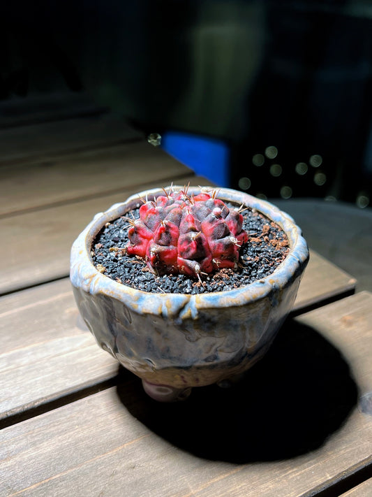 Gymnocalycium in Irregular Matt Textured Designed Claypot