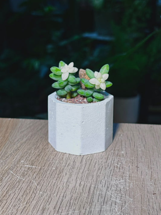 Little Gem (多肉植物) Succulent in Hexagonal Matte Cement Pot