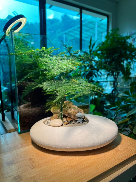 Asparagus Fern Arrangement in White Concrete Irregular Pot
