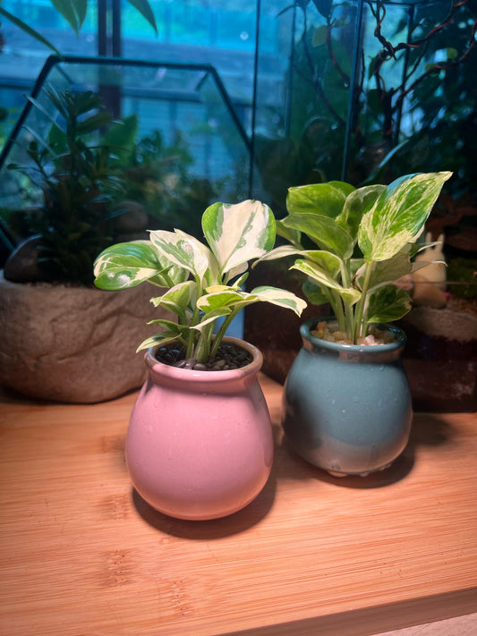 Golden Pothos in Pink/Blue Ceremic Pot