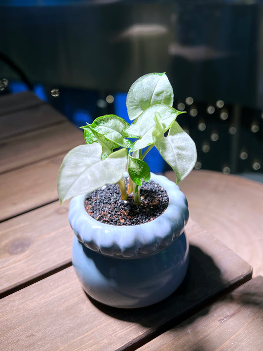 Arrowhead Plant in Petal Edge Ceramic Pot