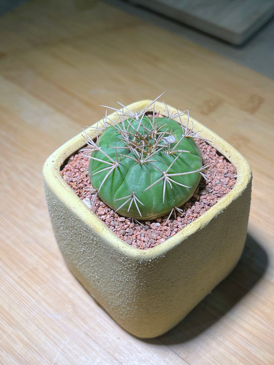 Gymnocalycium in Yellowish Matt Textured Claypot