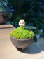 Moss Arrangement in Textured Matt Black Pot