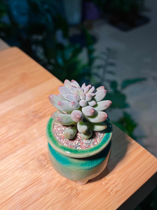 Pachyphytum in Mint Green Ceramic Pot