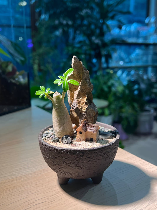 Adenium Obesum in Matt Black Concrete Pot