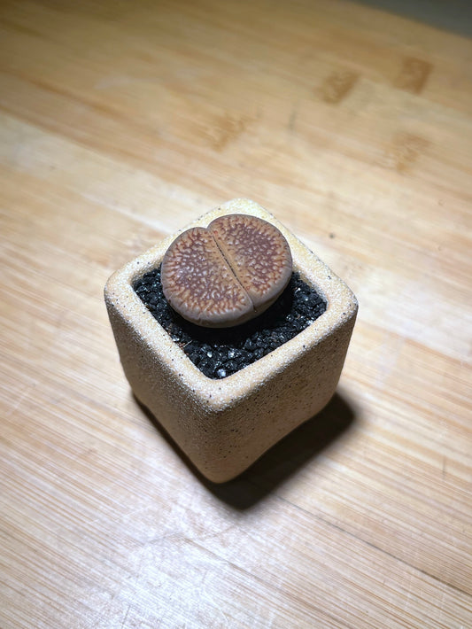 Lithops in Yellowish Square Matt Textured Claypot