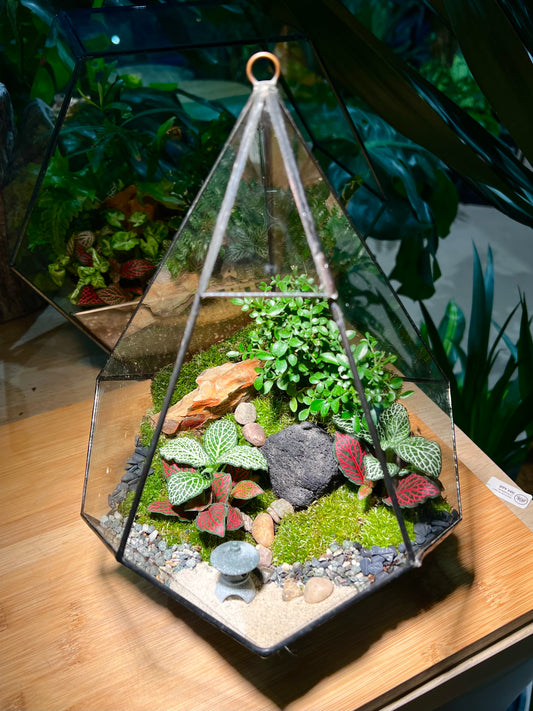Fittonia and Bonsai with Moss Arrangement in Black Frame Diamond Glass without Lid