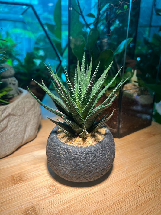 Harwothia in Grey Zen Concrete Pot