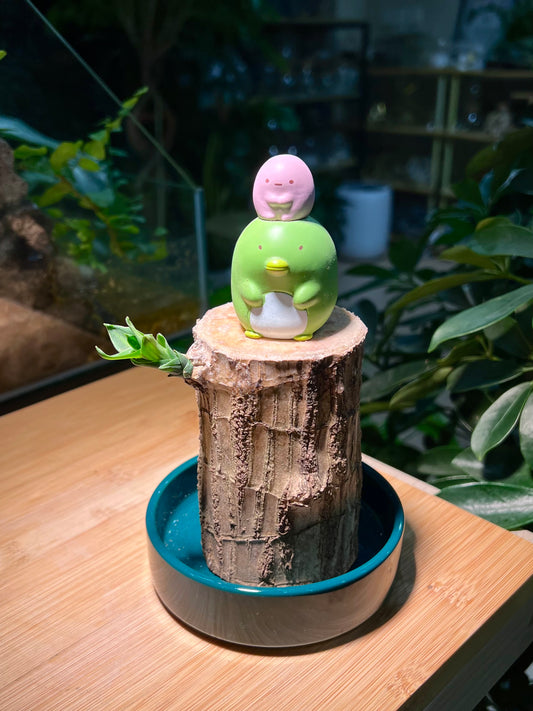 Brazil Wood with Sumikko Figurine