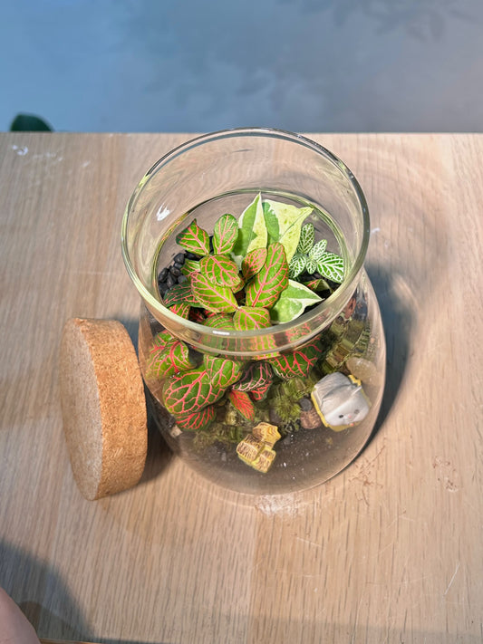 Indoor Plant Arrangement Fittonia & Moss & Njoy (η½ηΊΉθ & θθ & εζ¦θ) in A Line Glass