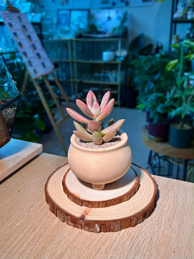 Graptosedum (姬胧月) Succulent in Matte Ceramic Pot