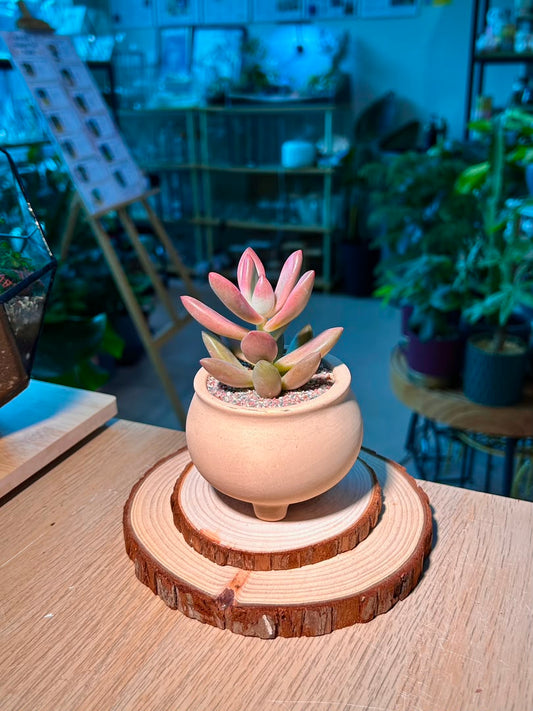 Graptosedum (姬θ§ζ) Succulent in Matte Ceramic Pot