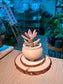 Graptosedum (姬胧月) Succulent in Matte Ceramic Pot